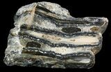 Polished Mammoth Molar Section - North Sea Deposits #44109-2